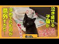 【まさかの結末】泣き叫ぶ黒子猫が求めていたものにびっくり…でも可愛い