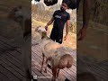 Turkey dumba sheep at jalal dumba farm mumbai india