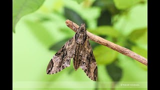 Privet Hawk Moth Life Cycle ( Caterpillar to Moth )