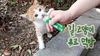 츄르먹는 길냥이 by 짜바 27,017 views 4 years ago 4 minutes, 22 seconds