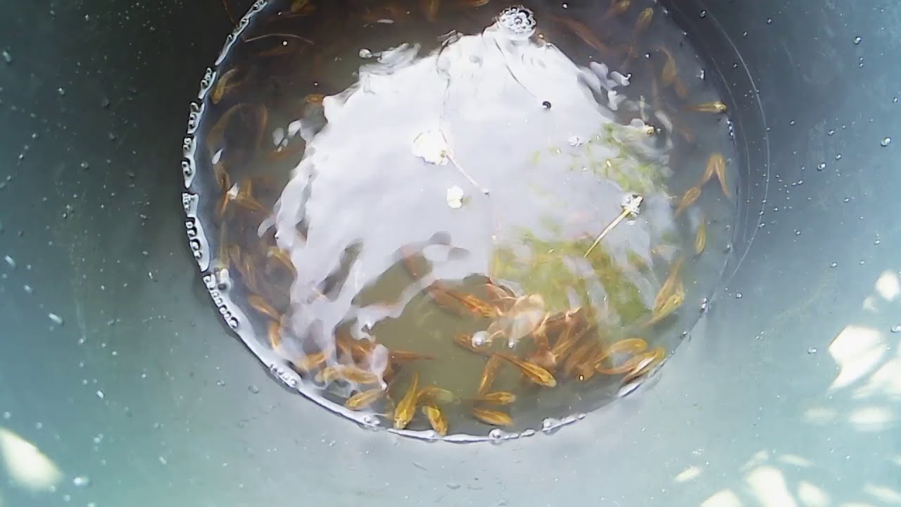 BEGINI CARA MENANGKAP ANAKAN GABUS LIAR || TEHNIK MENANGKAP ANAKAN GABUS