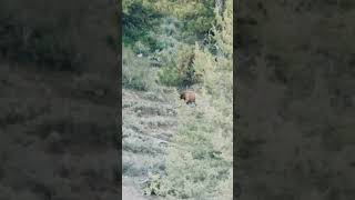 California Grizzly Bear?? #trending #trend #blackbear #hunting