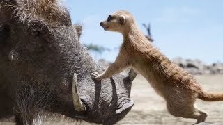 [ฝึกพากย์ไทย] Pumbaa & Timon | ทีโมน กับ พุมบ้า screenshot 2