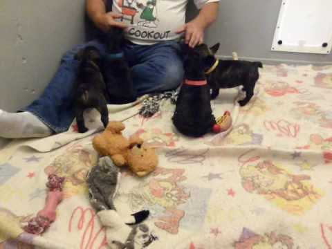 French Bulldog Puppies ~ Oregon French Bulldog Breeder - Tyra and Polly Pups animals worksheet