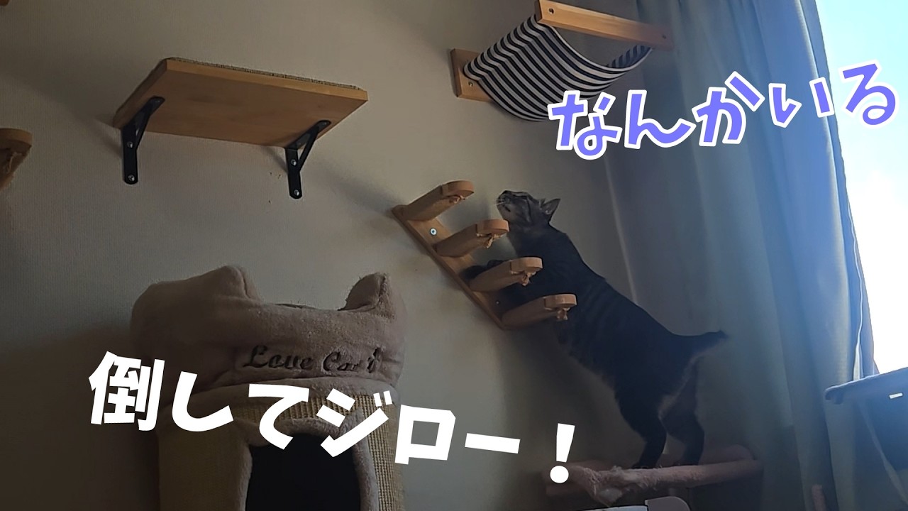 猫じろう Jiro and the Bug [Life with 4 Cats 1653s] - YouTube