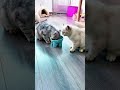 You take a bite, I'll take a bite, we're still best friends. #cats #cutepets