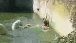 Polar Bear Attacks Woman At Berlin Zoo