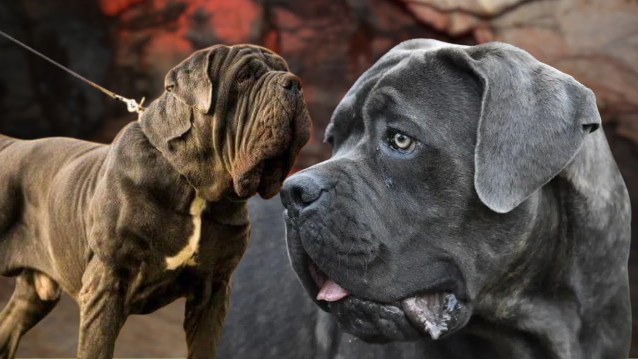 Por qué no me gusta el Cane Corso ni el Mastín Napolitano