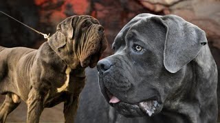 Download Lagu Por qué no me gusta el Cane Corso ni el Mastín Napolitano MP3 Download Lagu Por qué no me gusta el Cane Corso ni el Mastín Napolitano MP3