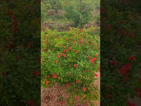 jeevamurit tube easy farming