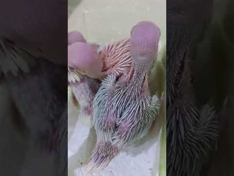 #cotorra #aves #cotorras #crias #parrots #viralreelsfacebook #loroyacodarko