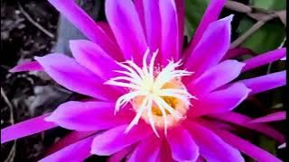 MỘNG DƯỚI TRĂNG ( st Moi của CNS DY LADY ) tb : ND716