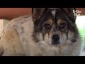 What Is Left Behind After Dog Is Rescued From A Dog-Farm Is Way More Cruel (Part 2) | Kritter Klub