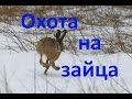 Охота на зайца.  Часть 5. ( сезон 2016-2017гг.)  Hunting the hare