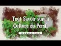 Tout savoir sur la culture du persil 