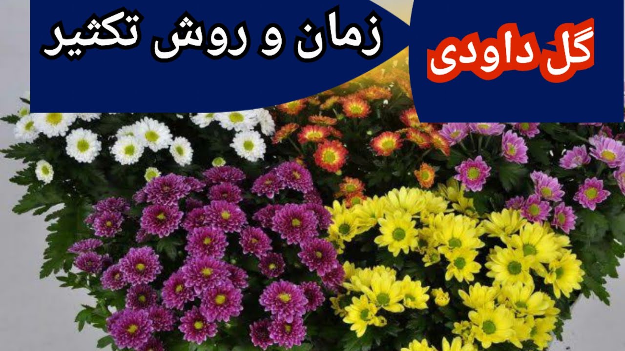 تکثیر گل داودی از بوته | چگونه داودی را تکثیر کنیم؟ - YouTube