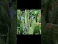 మొక్కలకి ఎరువుగా వాడడానికి కలబంద Aloevera Fertilizer #gardening #organic