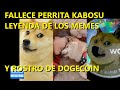 MURIÓ KABOSU, LA PERRITA LEYENDA DE LOS MEMES, Y QUE ES EL ROSTRO DE DODGECOIN.