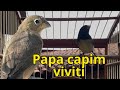 Papa capim viviti com piado de fêmea de coleiro para esquentar coleiro