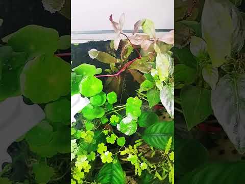 Hydrocotyle verticillata grows faster. Thanks ONF Nano+