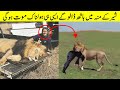 ببر شیروں کے ایسے حملے جس میں لوگوں کی جان چلی گئی | The Lion Does Not Like Such Jokes, Girl