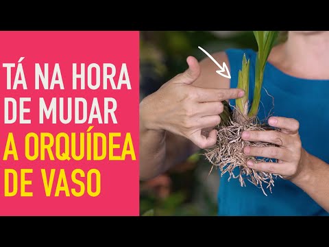 Vídeo: Orquídea Dendrobium: descrição, plantio, cuidados, reprodução, cobertura, transplante