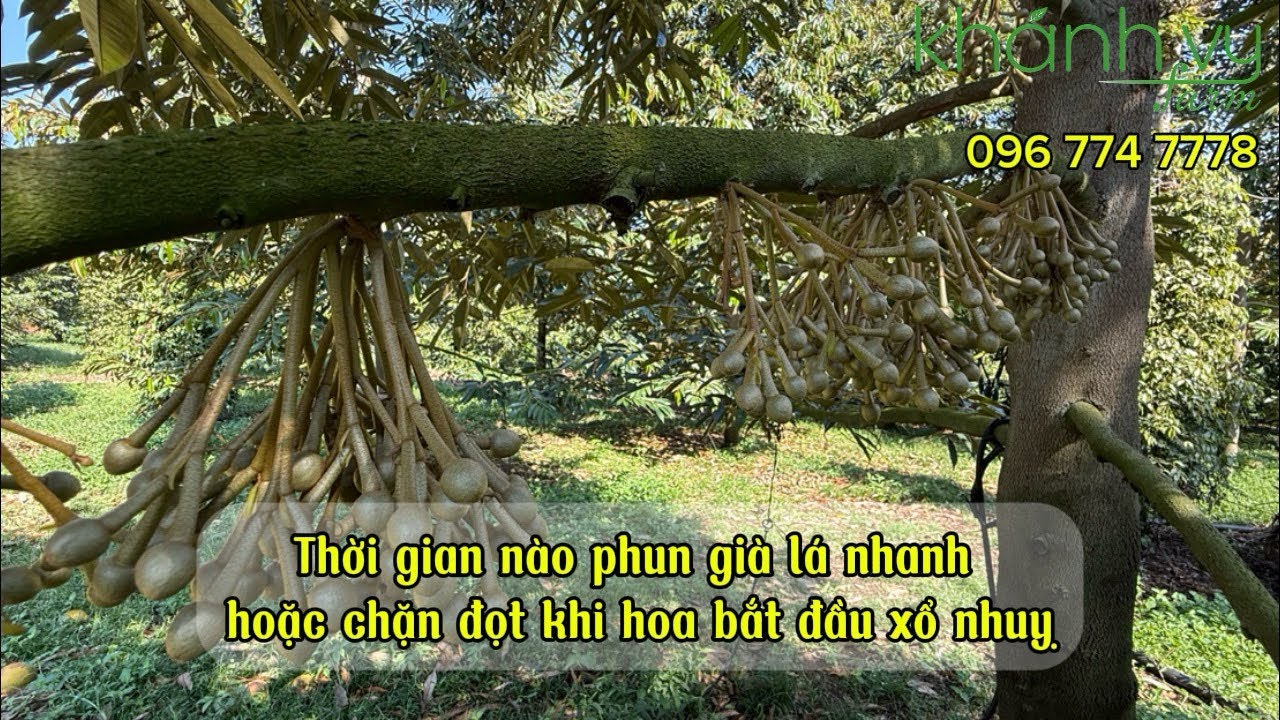 Làm bông sầu riêng giai đoạn nào lo lắng nhất ?