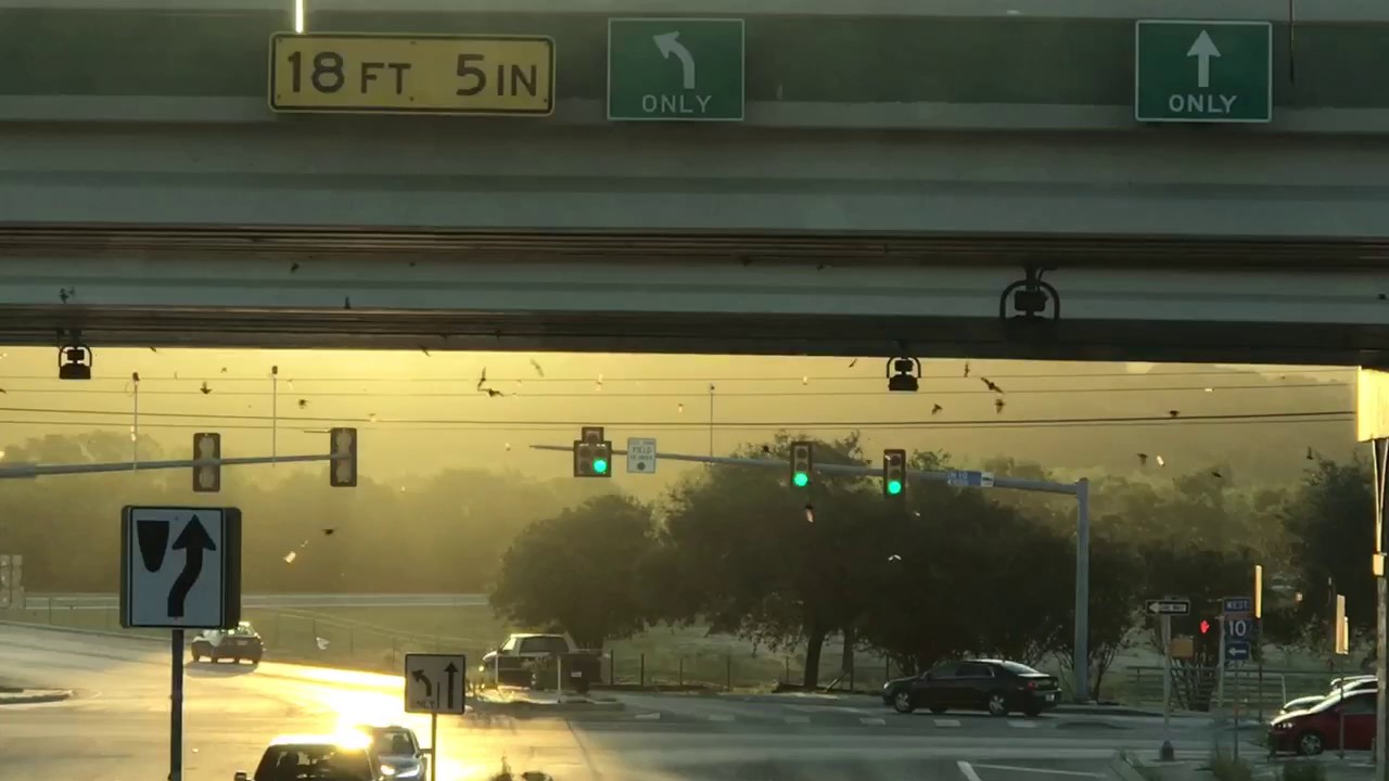 Bats flying under i10 overpass 710am at camp Billie RD. - YouTube