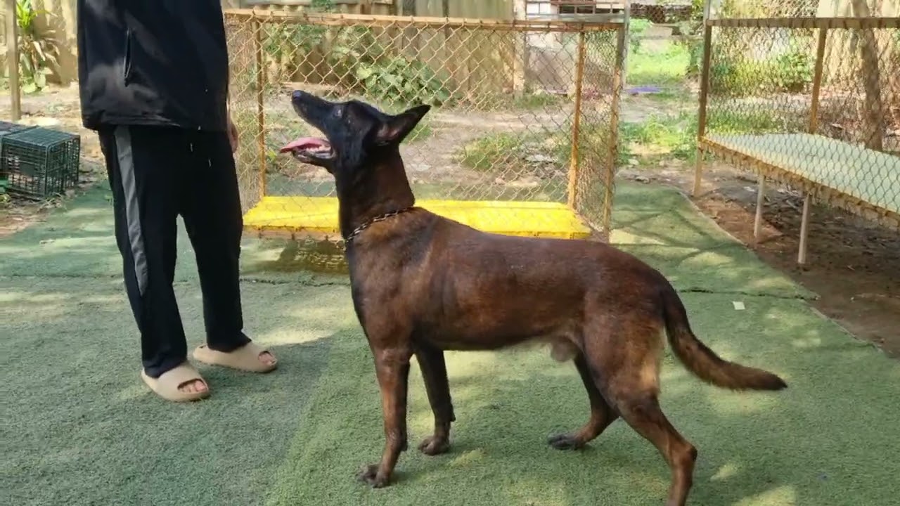 Chó malinois đực trưởng thành full lệnh cho các bác về nuôi. Giá vô cùng hợp lý !