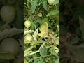 Putihin natin ang hinog na kamatis! #buhaybukid