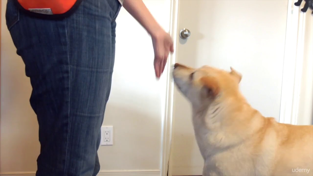 Training Your Dog 101 Practice Clicker Training By Teaching "Touch