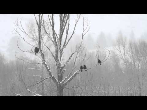 Bald Eagle and Ravens
