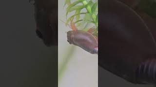 Triops Longicaudatus 🦐 #triops #triopsgalaxy #seamonkeys #aquarium