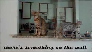 My Bengal cats discover something crawling on the wall. by Julie Stanton 715 views 11 years ago 2 minutes, 15 seconds