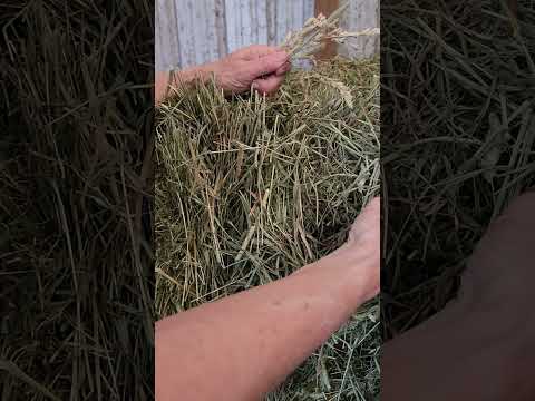 فيديو: نبات العشب بمرج تيموثي