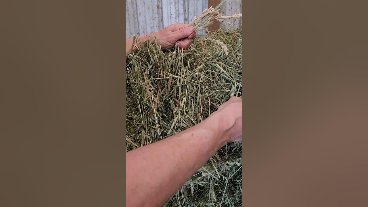 Feed Value of Timothy Hay & Orchard Grass How to Tell If YOUR Hay is