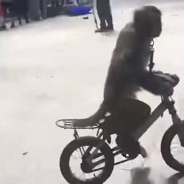 Video Lucu monyet menabrak pohon