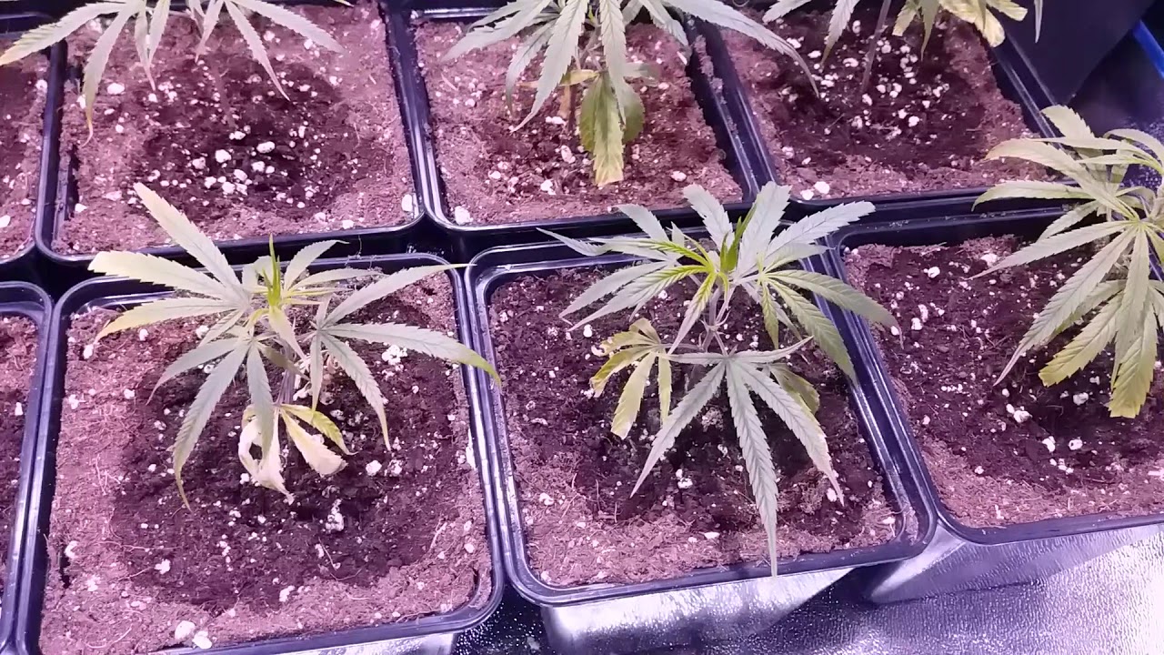 Nuevo armario y proyecto(repro de cotolo y autos reg) 2018😉👌