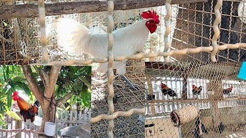 saib qaib dib ua ke ,nyiam nus tau,8/1/2024