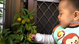 20110227 02 小星星對金棗樹很好奇，拔了好幾顆起來，還以為是番茄想吃呢！ 高質量及大小