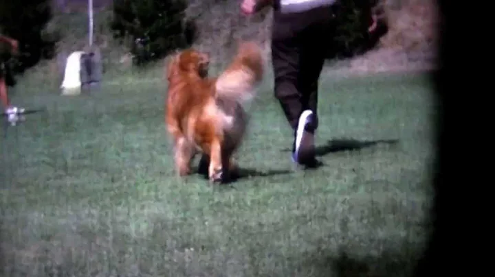 Charlie coming and going (c) Cindy Traylor
