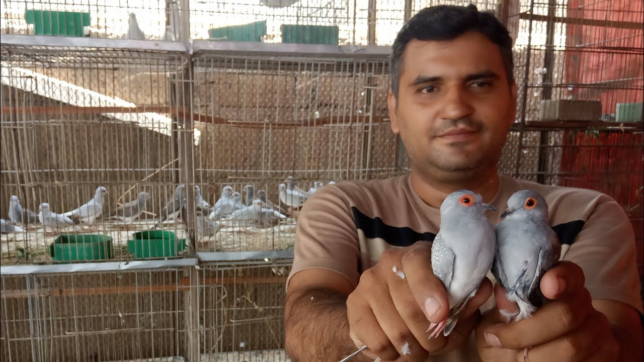 Mere Dove Tayyari Pe Agaye Pair Alag Kiye Channi Bhi Laga Di