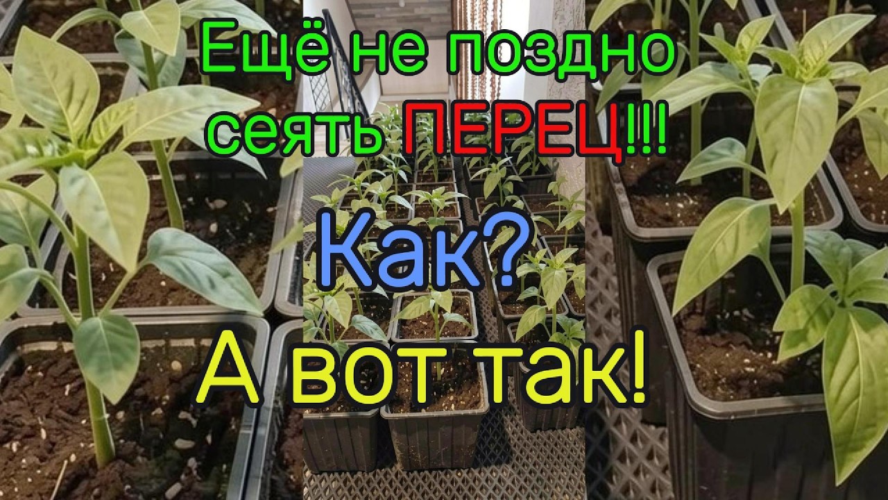 Рассада ПЕРЦА🌶 Лучший способ!