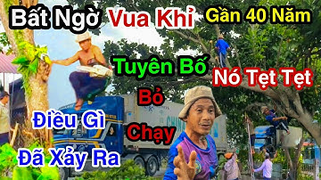 Tuyên Bố Bỏ Cuộc Chấn Động Gần 40 Năm Tuổi Nghề Vua Khỉ Phải Bỏ Cuộc Vì Điều Gì Cưa 2 Cây Bàng