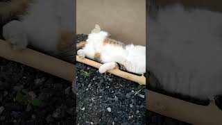 Милый Котик Валяется И Чешет Спинку #Funny #Shorts #Cute #Cat