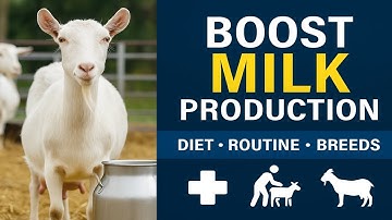 Dairy Goat Farming: How to Maximize Milk Production