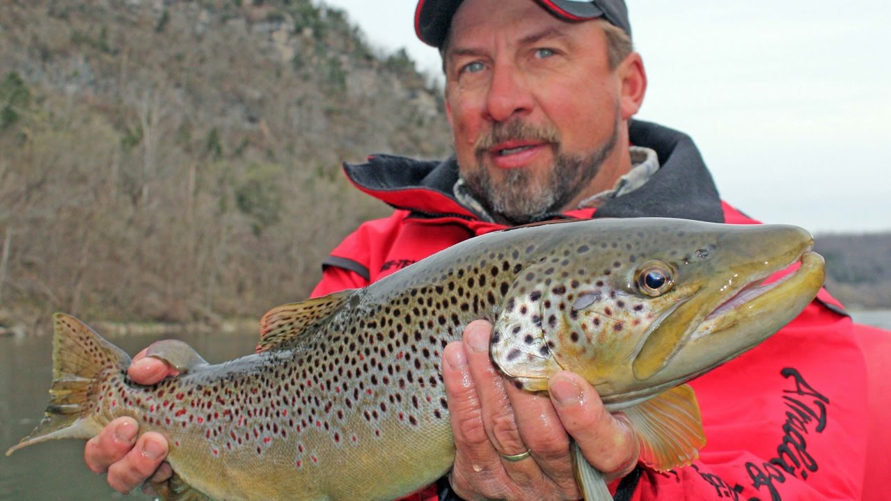 Brown Trout on the Arkansas' White River YouTube