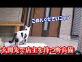 【ご報告】野良猫食堂店主が亡くなりました。店主を玄関先で待つ野良猫。