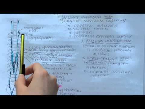 Билет 032. СИМПАТИЧЕСКИЙ ОТДЕЛ ВЕГЕТАТИВНОЙ НЕРВНОЙ СИСТЕМЫ. ЦЕНТРАЛЬНАЯ И ПЕРИФЕРИЧЕСКАЯ ЧАСТИ.