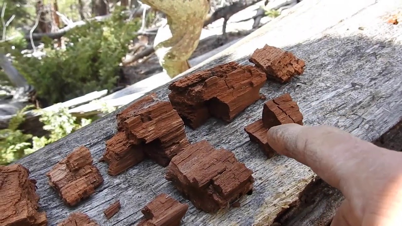 Biblical Tree Remains, Part 29 pieces and parts... YouTube